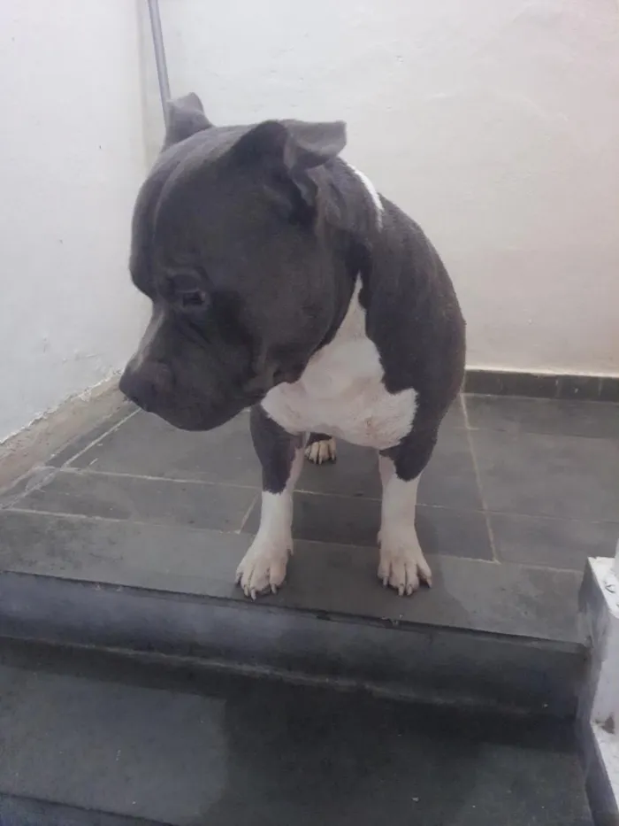 Cachorro raça SRD-ViraLata idade 3 anos nome Tony