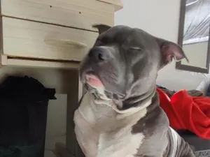 Cachorro raça SRD-ViraLata idade 3 anos nome Tony
