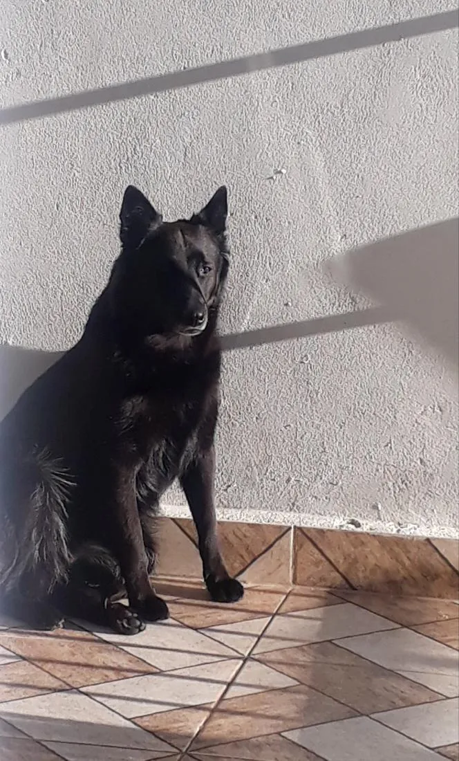Cachorro raça Pastor Alemão idade 6 ou mais anos nome Luna