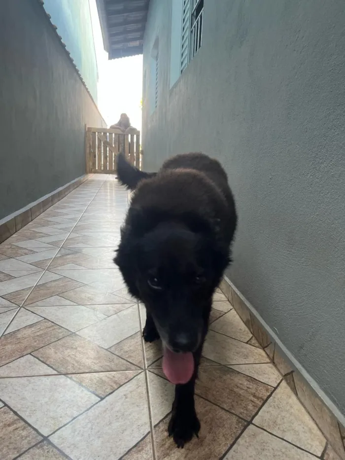 Cachorro raça Pastor Alemão idade 6 ou mais anos nome Luna