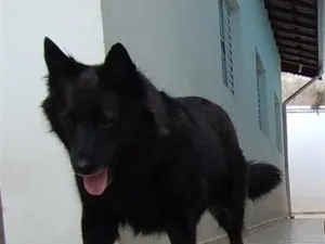 Cachorro raça Pastor Alemão idade 6 ou mais anos nome Luna