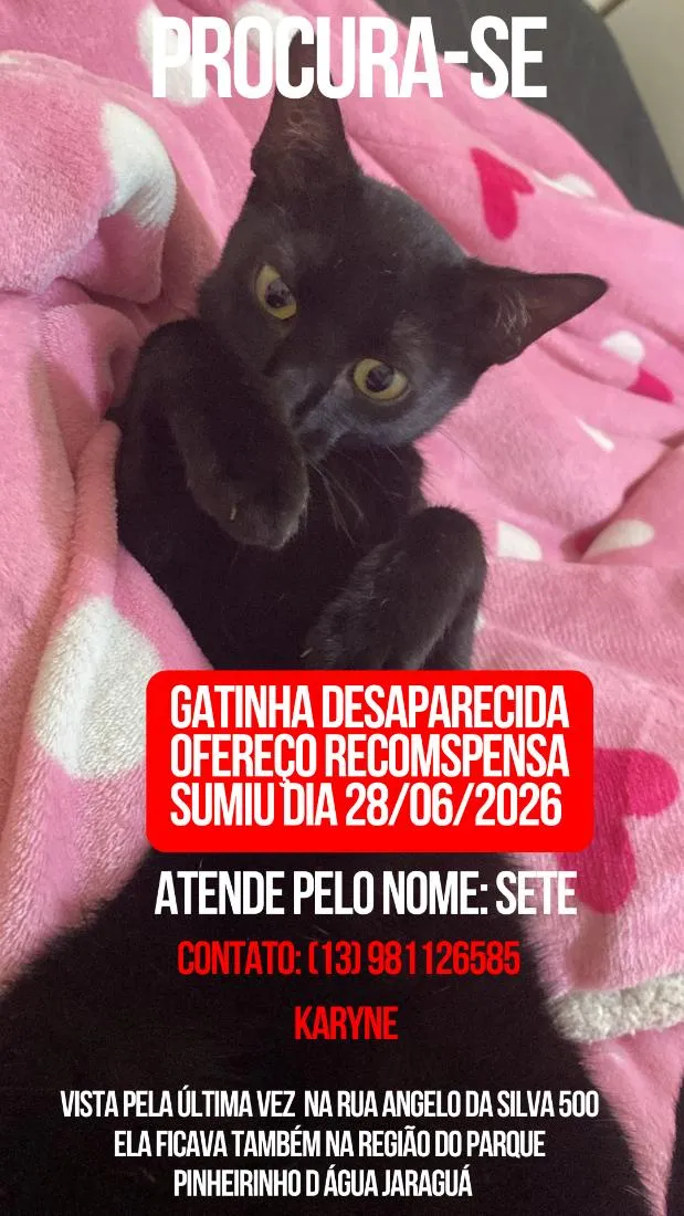 Gato raça SRD-ViraLata idade 7 a 11 meses nome sete