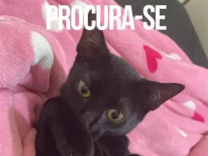 Gato raça SRD-ViraLata idade 7 a 11 meses nome sete