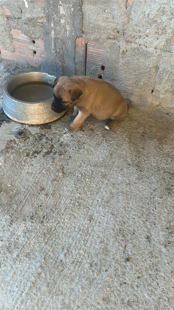 Cachorro raça SRD-ViraLata idade Abaixo de 2 meses nome Não tem nome ainda 