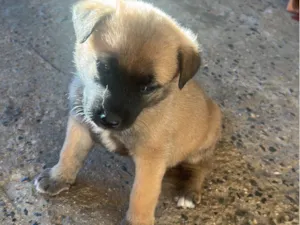 Cachorro raça SRD-ViraLata idade Abaixo de 2 meses nome Não tem nome ainda 