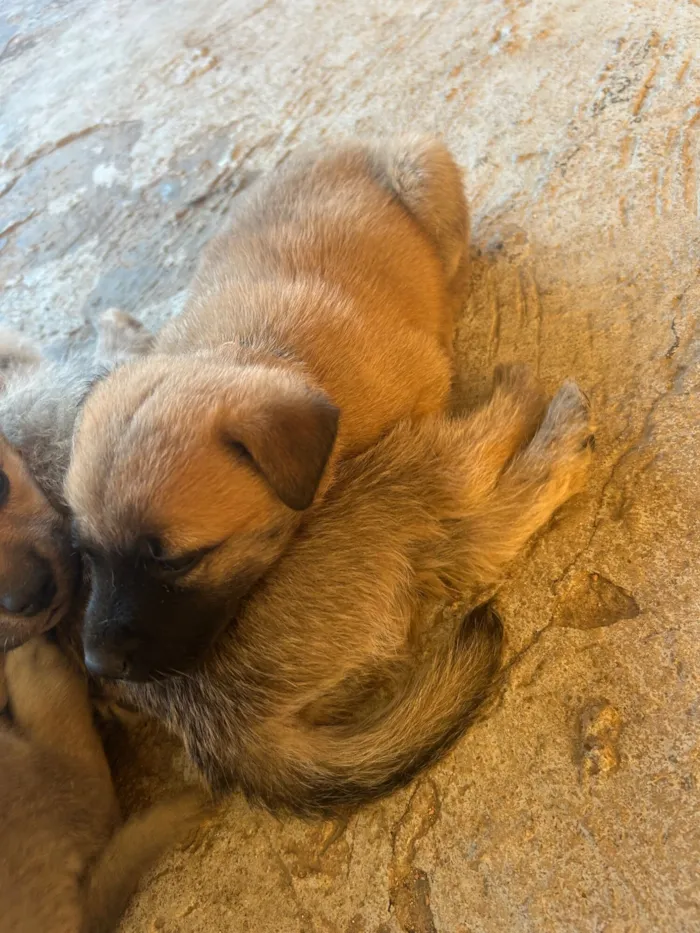 Cachorro raça SRD-ViraLata idade Abaixo de 2 meses nome Não tem nome ainda 