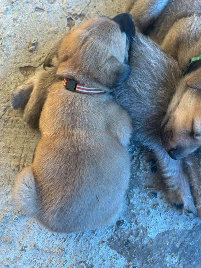Cachorro raça SRD-ViraLata idade Abaixo de 2 meses nome Não tem nome ainda 
