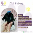 Mil Folhas