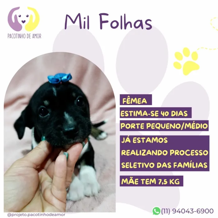Cachorro raça SRD-ViraLata idade Abaixo de 2 meses nome Mil Folhas