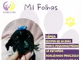 Mil Folhas