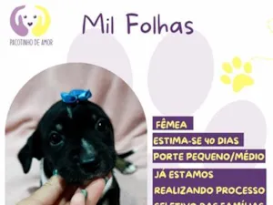 Cachorro raça SRD-ViraLata idade Abaixo de 2 meses nome Mil Folhas