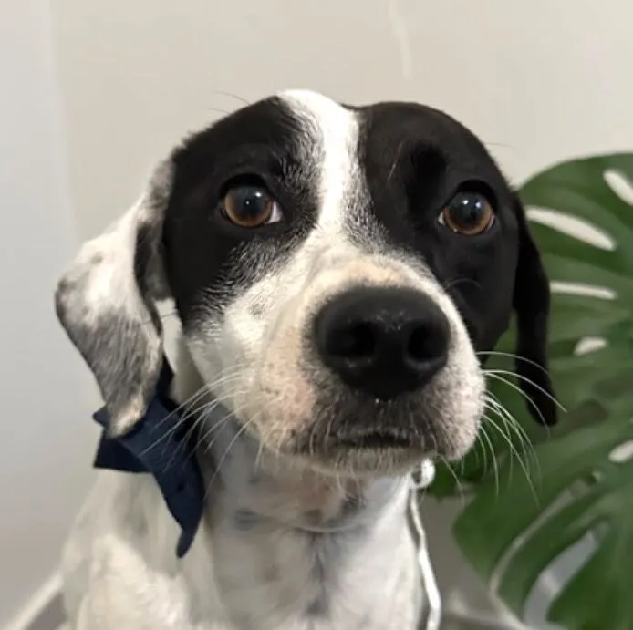 Cachorro raça SRD-ViraLata idade 1 ano nome Maylon 