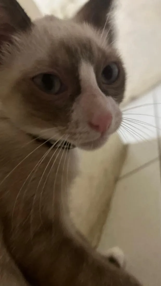 Gato raça SRD-ViraLata idade 2 a 6 meses nome Macho: Danone Fêmea: Melanis