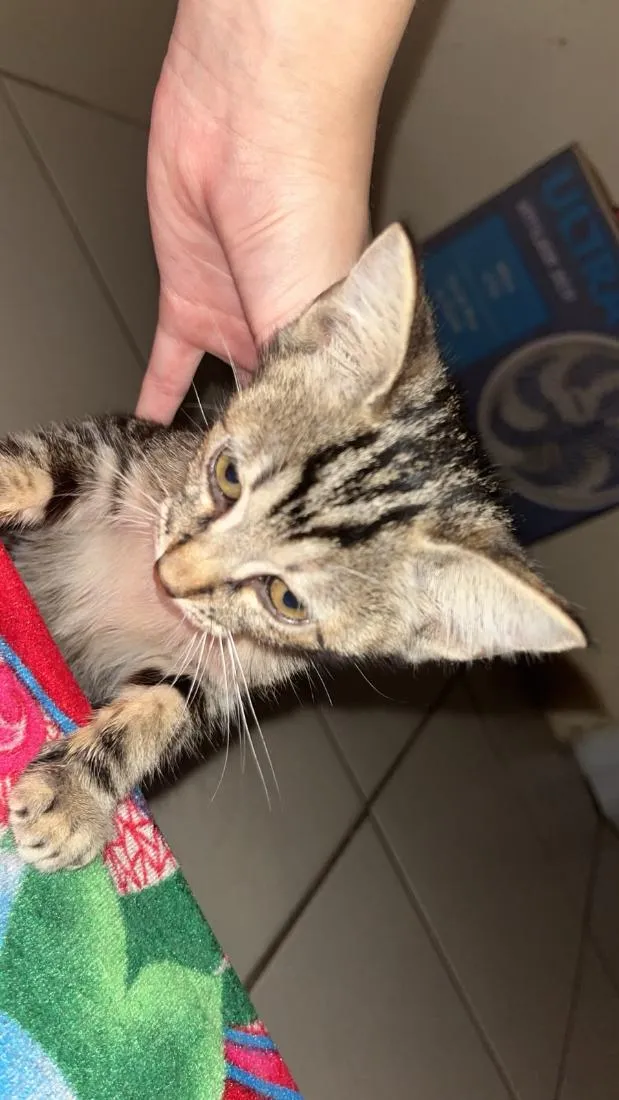 Gato raça SRD-ViraLata idade 2 a 6 meses nome Macho: Danone Fêmea: Melanis