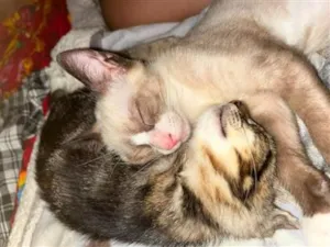 Gato raça SRD-ViraLata idade 2 a 6 meses nome Macho: Danone Fêmea: Melanis