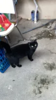 Pantera