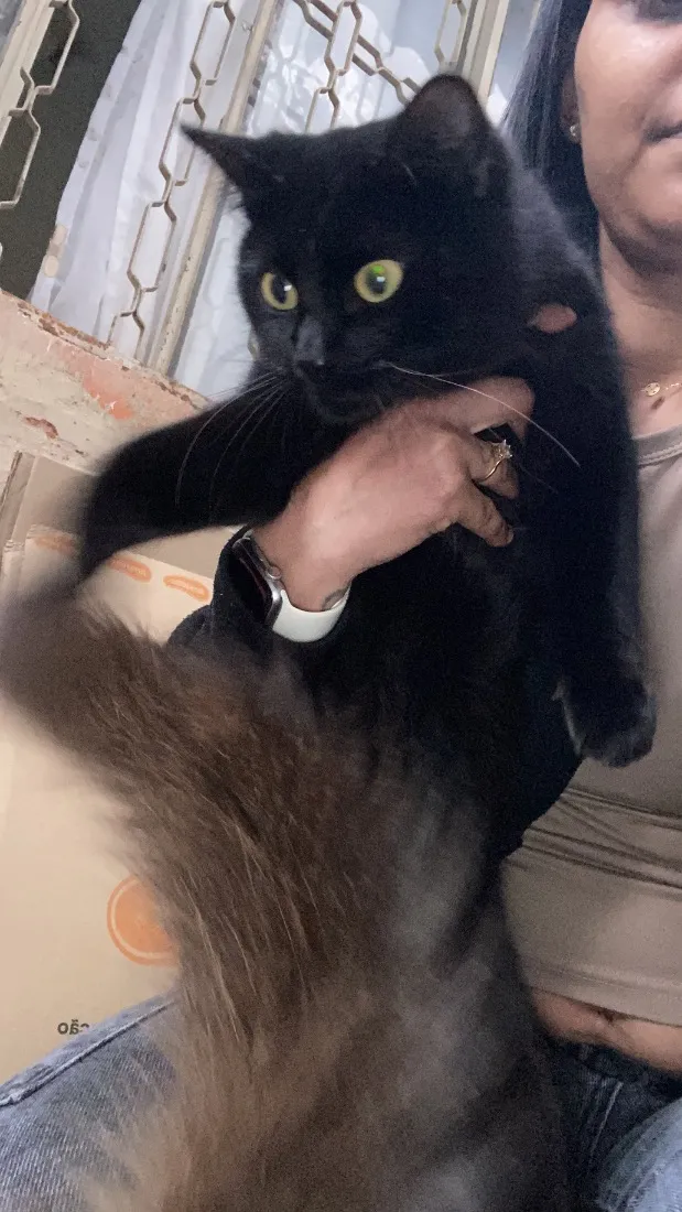 Gato raça SRD-ViraLata idade 1 ano nome Pantera