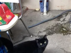 Gato raça SRD-ViraLata idade 1 ano nome Pantera