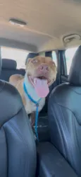 Nala