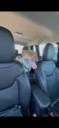 Nala