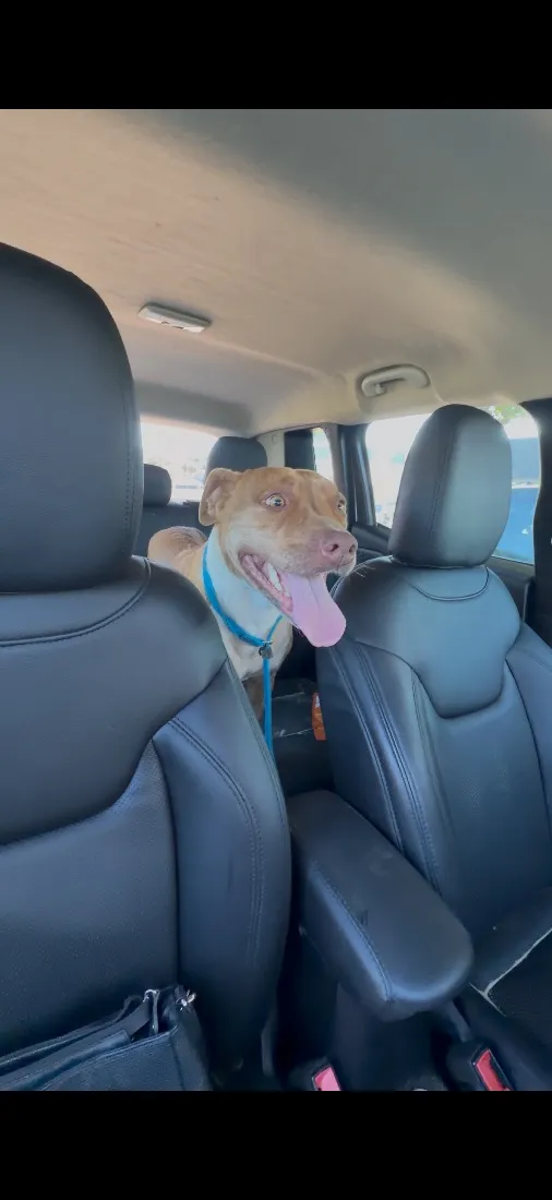 Cachorro raça Pit-Bull idade 2 anos nome Nala
