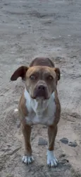 Nala