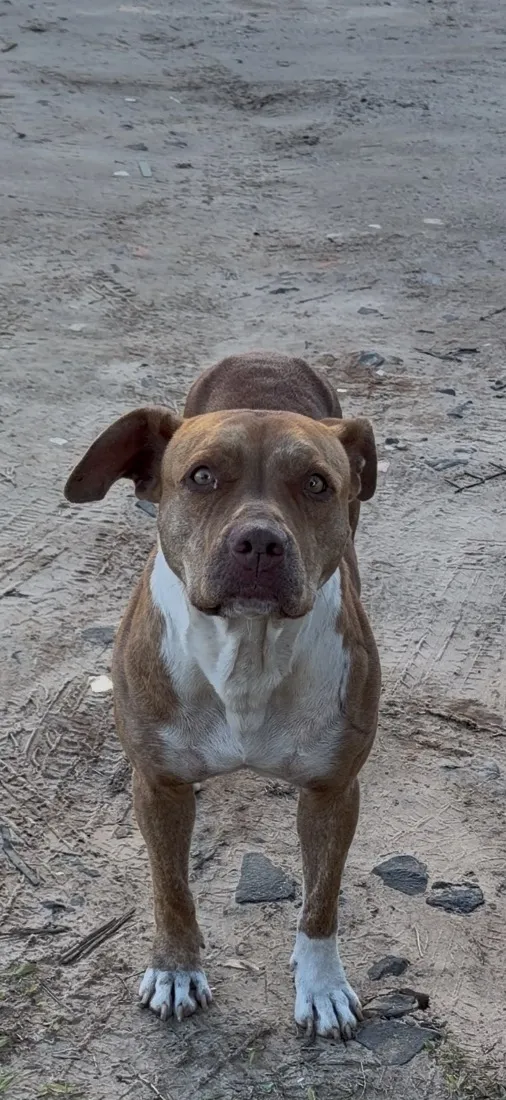 Cachorro raça Pit-Bull idade 2 anos nome Nala