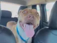 Nala