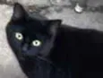 Pantera