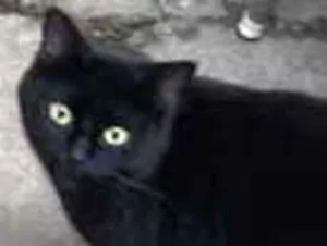 Gato raça SRD-ViraLata idade 1 ano nome Pantera