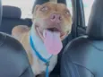 Nala