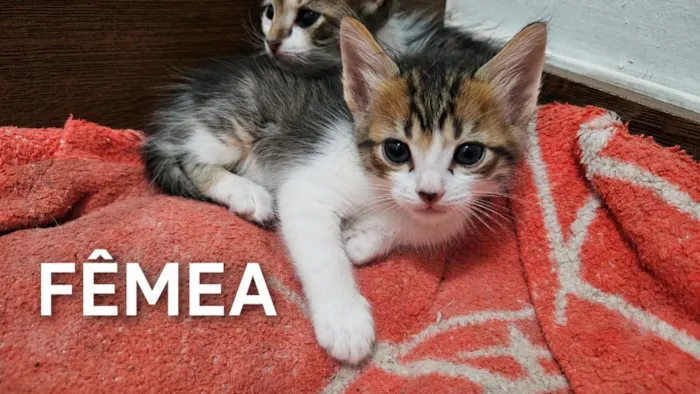 Gato raça SRD-ViraLata idade Abaixo de 2 meses nome filhotes para adoção 