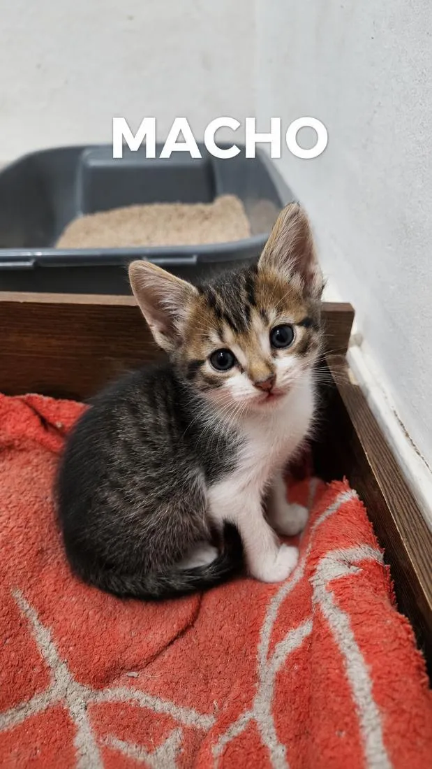 Gato raça SRD-ViraLata idade Abaixo de 2 meses nome filhotes para adoção 