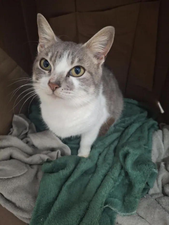 Gato raça SRD-ViraLata idade 2 a 6 meses nome Flora