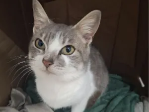 Gato raça SRD-ViraLata idade 2 a 6 meses nome Flora
