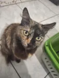 Jade