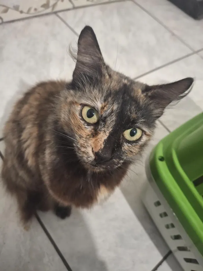 Gato raça SRD-ViraLata idade 1 ano nome Jade