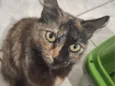 Jade