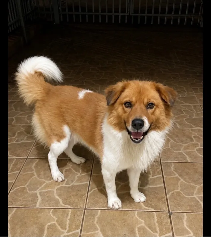 Cachorro raça SRD-ViraLata idade 1 ano nome Beethoven