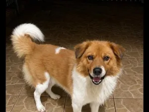 Cachorro raça SRD-ViraLata idade 1 ano nome Beethoven