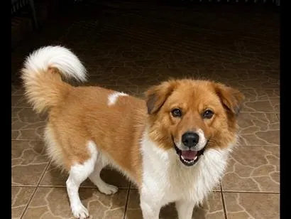 Cachorro raça SRD-ViraLata idade 1 ano nome Beethoven