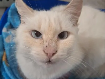 Gato raça SRD-ViraLata idade 1 ano nome Selena