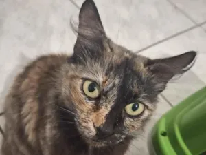 Gato raça SRD-ViraLata idade 1 ano nome Jade