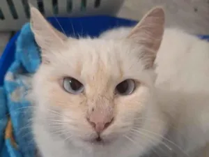 Gato raça SRD-ViraLata idade 1 ano nome Selena