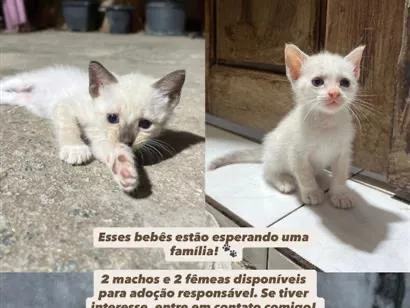 Gato raça SRD-ViraLata idade Abaixo de 2 meses nome Ainda não tem nome