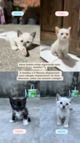 Ainda não tem nome