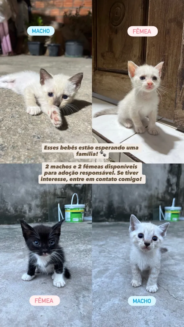 Gato raça SRD-ViraLata idade Abaixo de 2 meses nome Ainda não tem nome