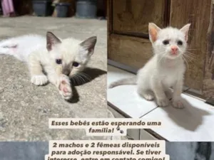 Gato raça SRD-ViraLata idade Abaixo de 2 meses nome Ainda não tem nome