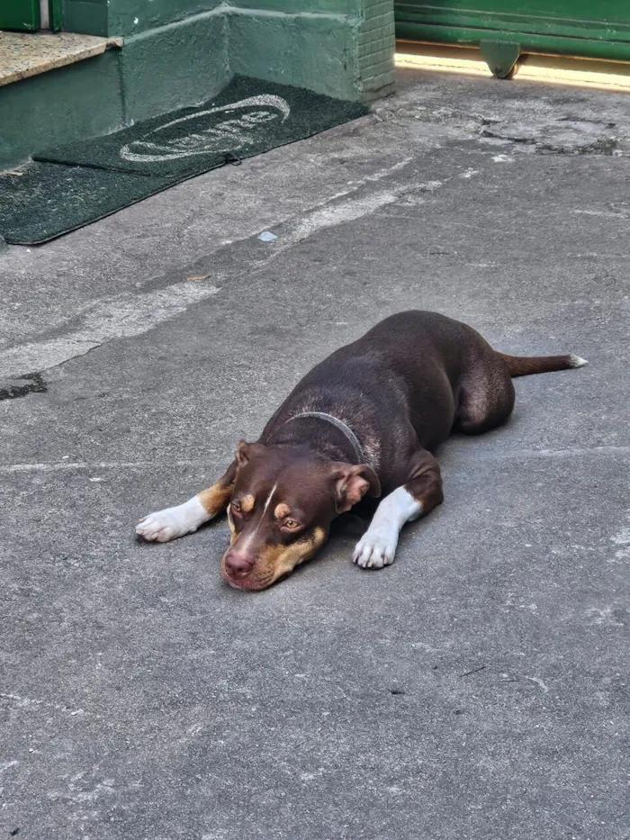 Cachorro raça SRD-ViraLata idade 1 ano nome Snoopy 