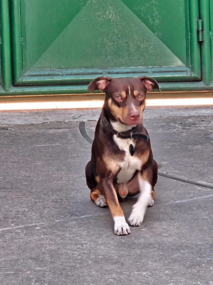 Cachorro raça SRD-ViraLata idade 1 ano nome Snoopy 